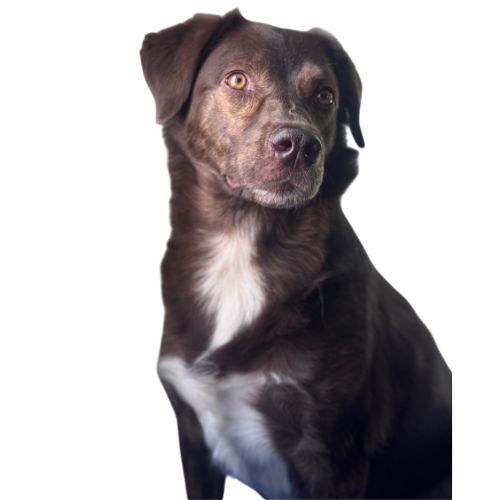 Canela