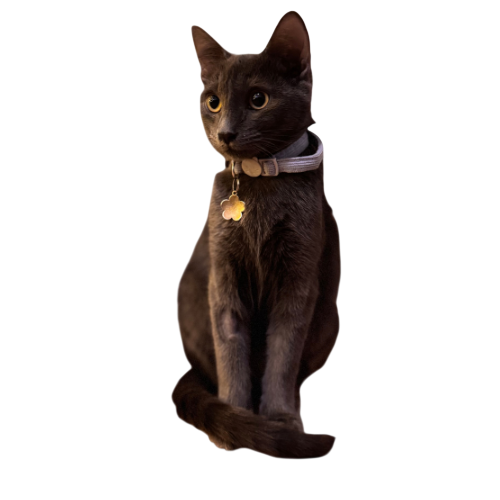 Endora